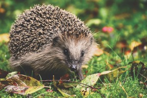 Redrow & Wildlife Trust launch biodiversity strategy