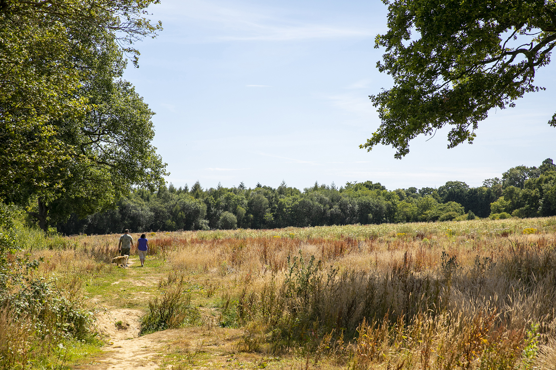 Newlands Meadow