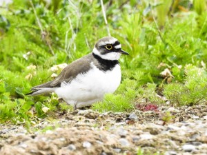 Little Ringed Plover bird