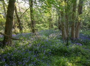 Bluebells