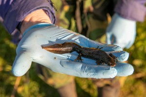 Great Crested Newt Monitoring