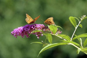 Build a Butterfly Feeder